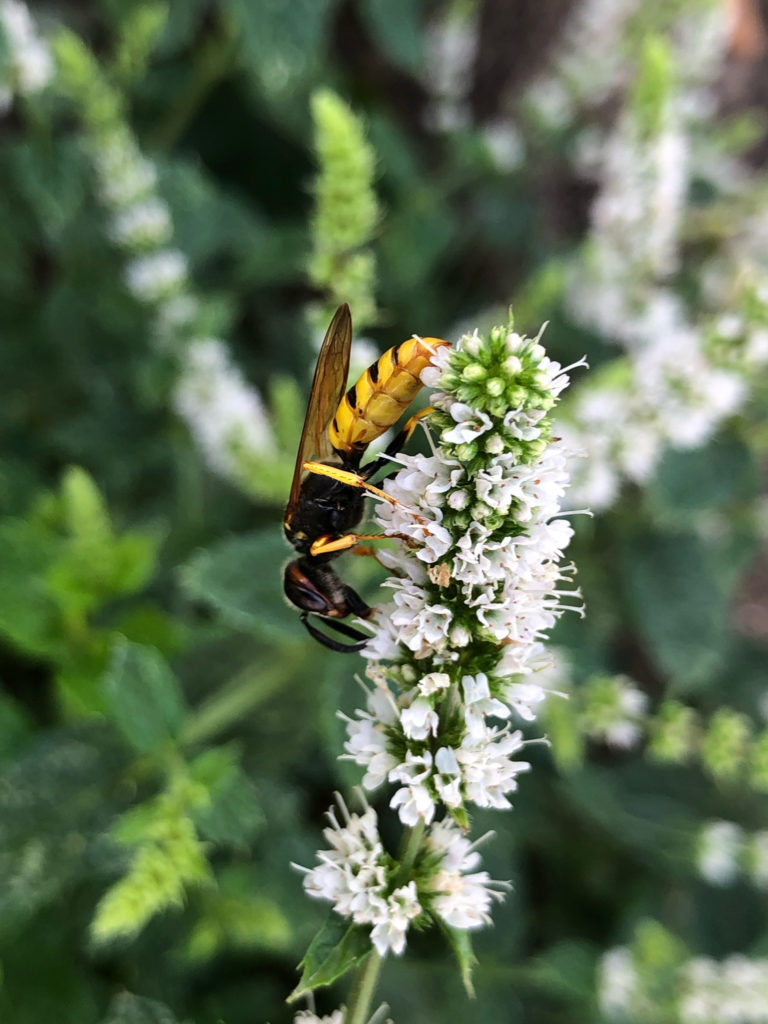 Bienenwolf auf Blüte der Minze