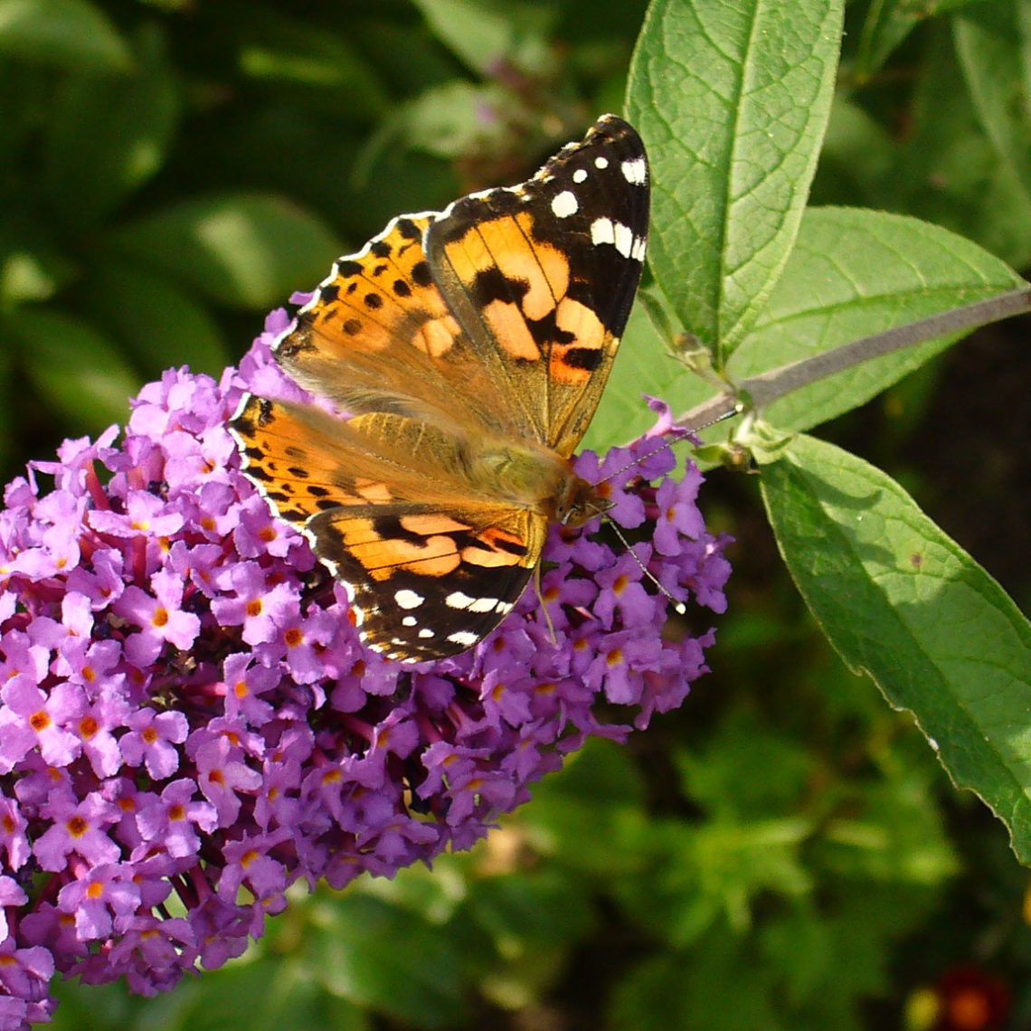 Distelfalter (Vanessa cardui)