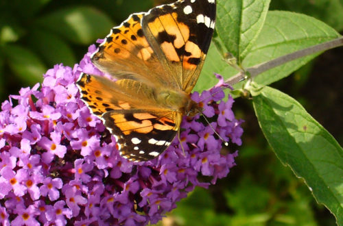 Distelfalter (Vanessa cardui)