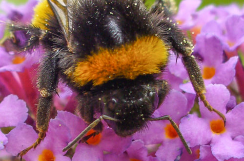 Erdhummel