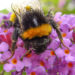 Erdhummel