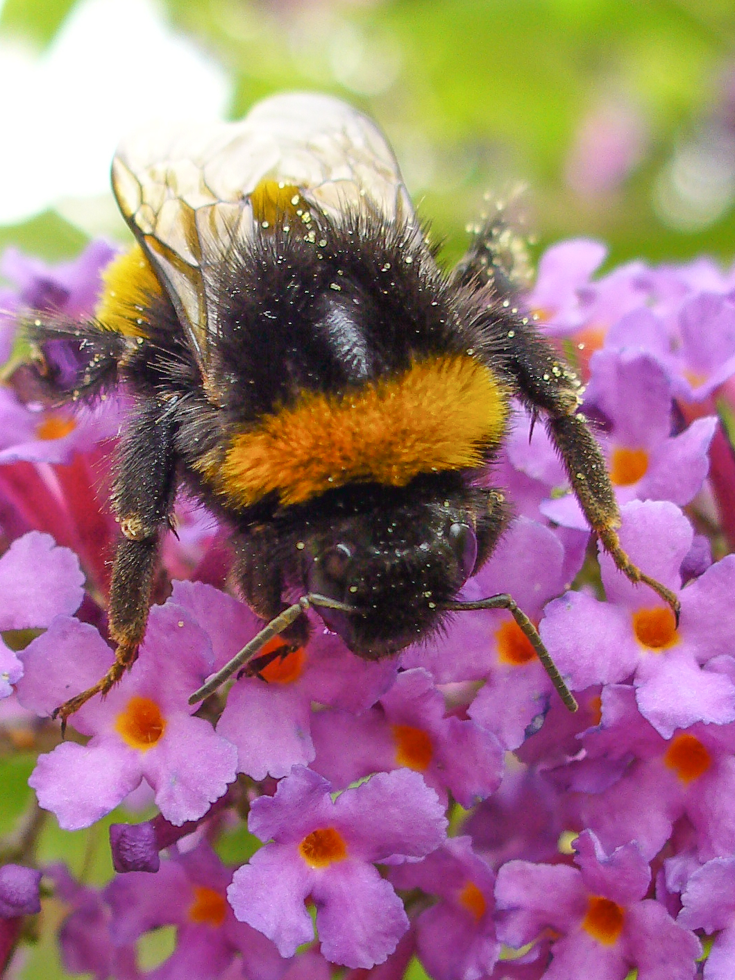 Erdhummel