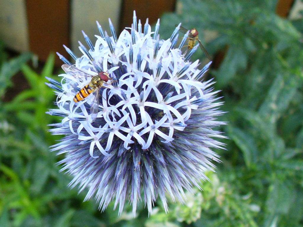 Hainschwebfliege (Episyrphus balteatus)