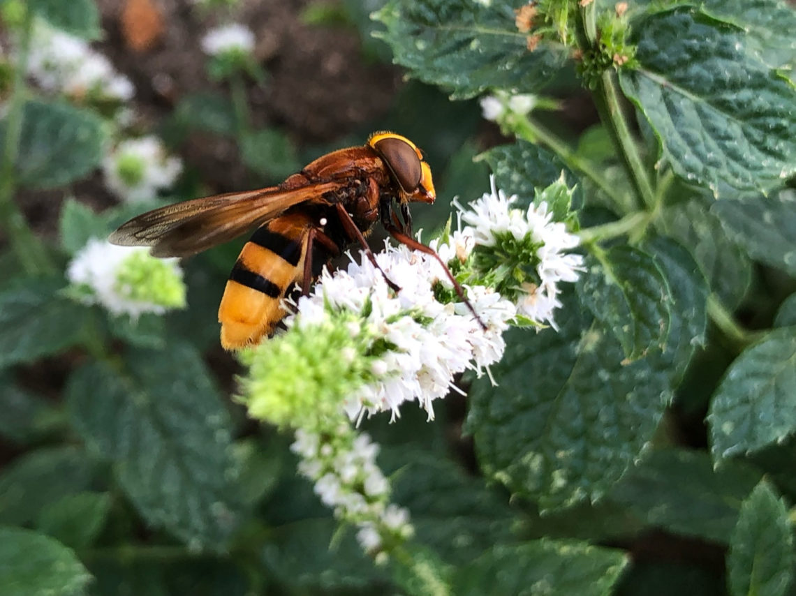 Hornissenschwebfliege