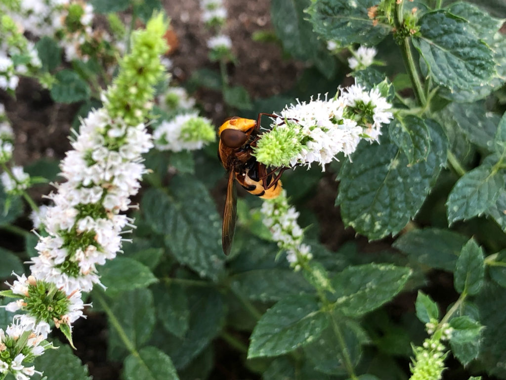 Hornissen-Schwebfliege (Volucella zonaria)