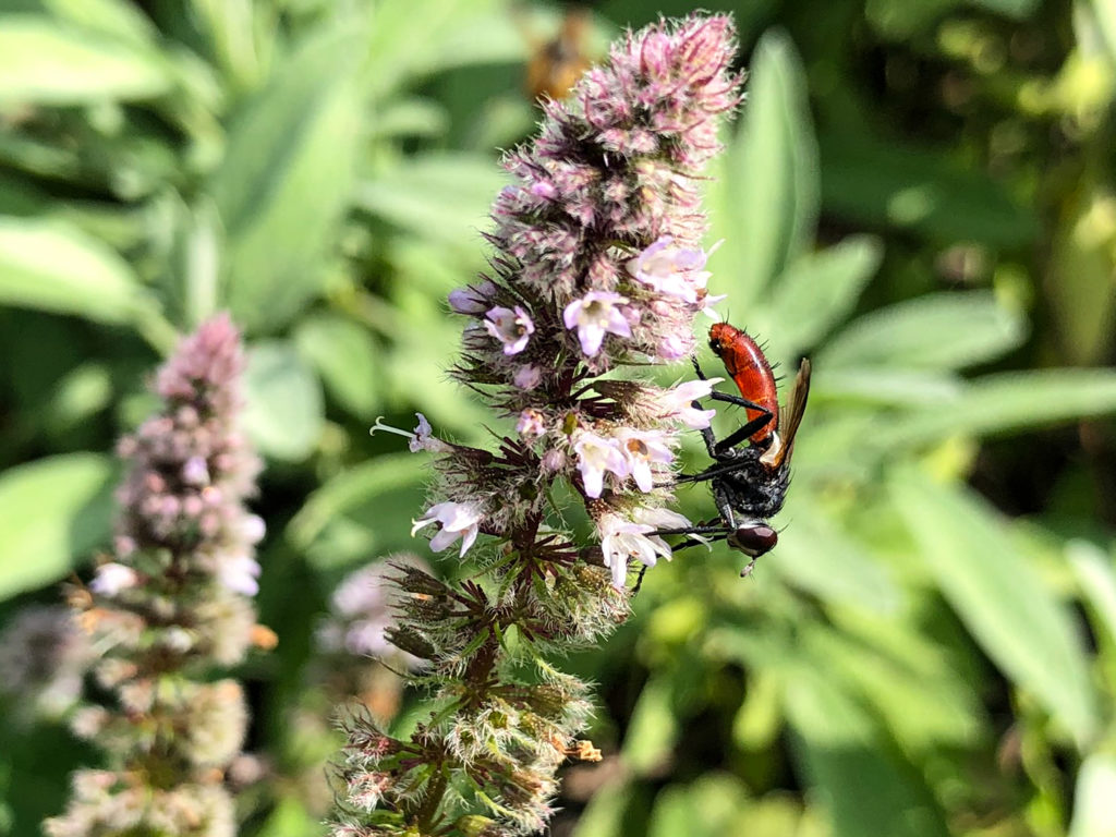 Raupenfliege – Cylindromyia bicolor