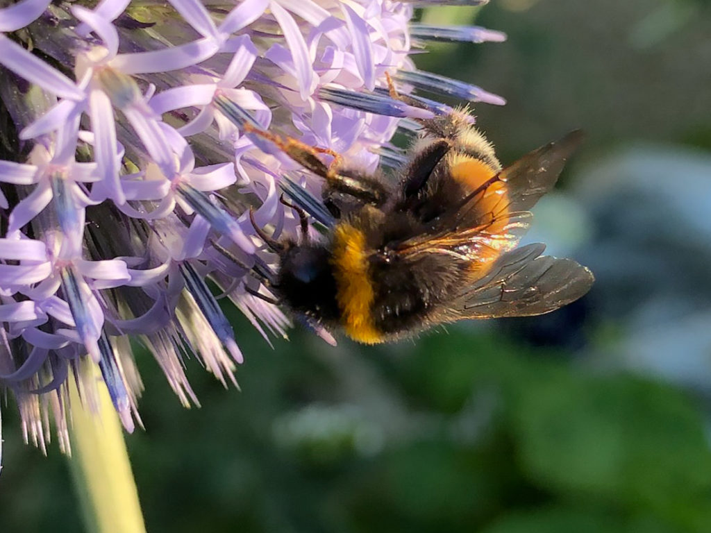 Erdhummel