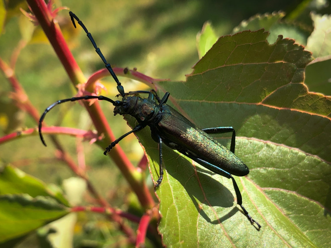 Moschusbock (Aromia moschata)