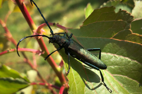 Moschusbock (Aromia moschata)