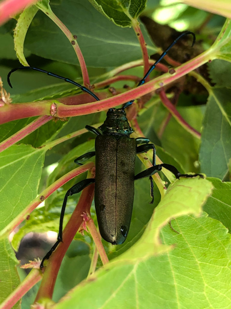 Moschusbock