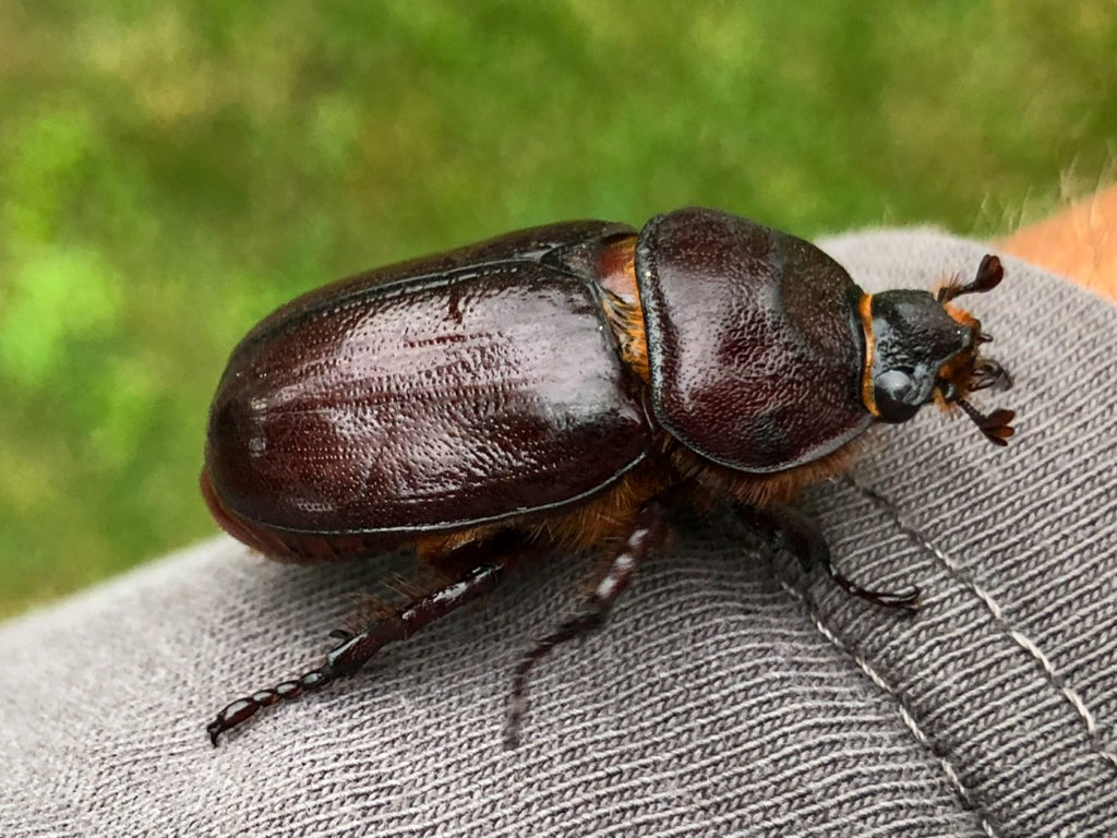 Nashornkäfer Weibchen