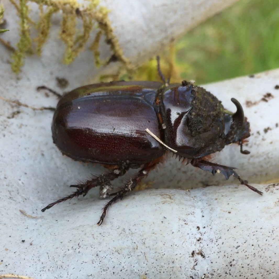 Nashornkäfer Männchen