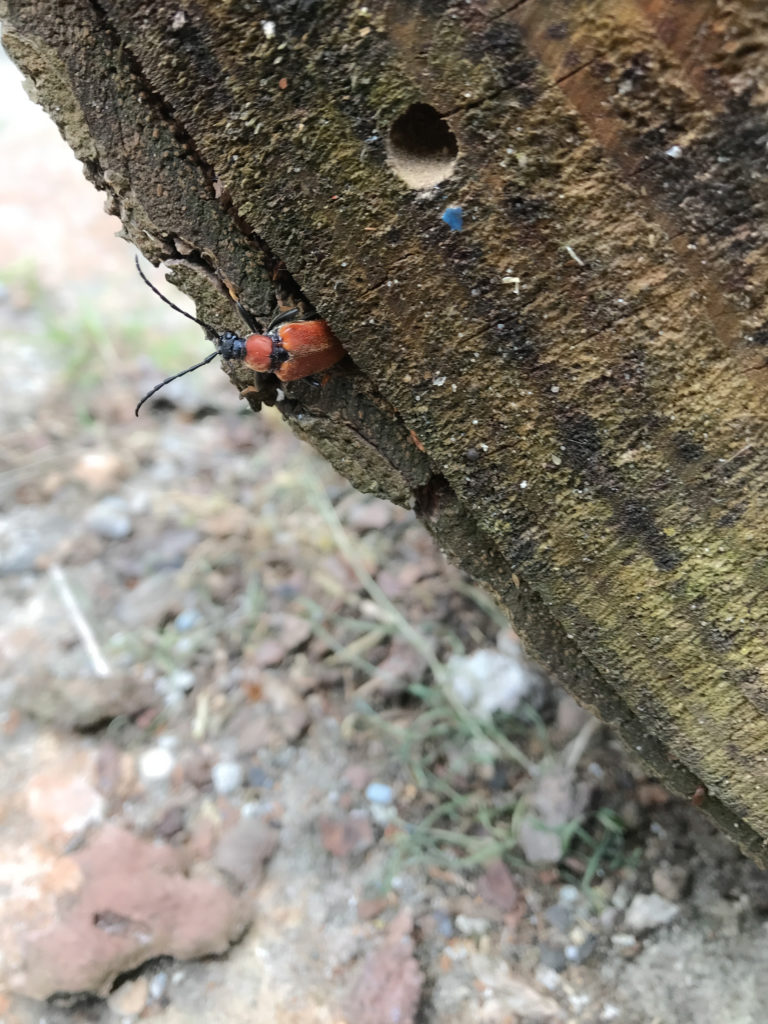 Rothalsbock unter der Baumrinde