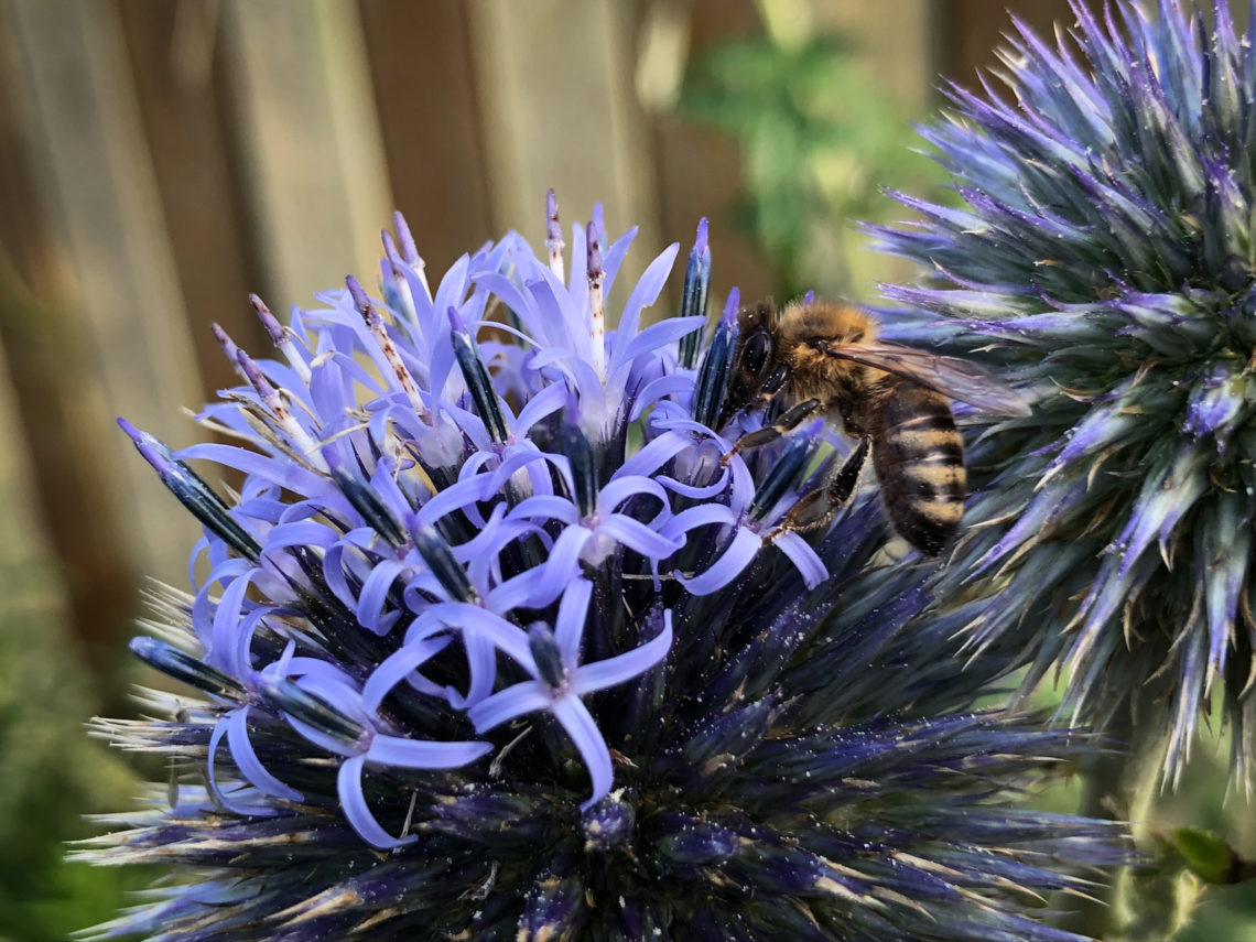 Zweifarbige Sandbiene auf Blüte der Kugeldistel