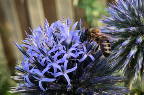 Zweifarbige Sandbiene auf Blüte der Kugeldistel