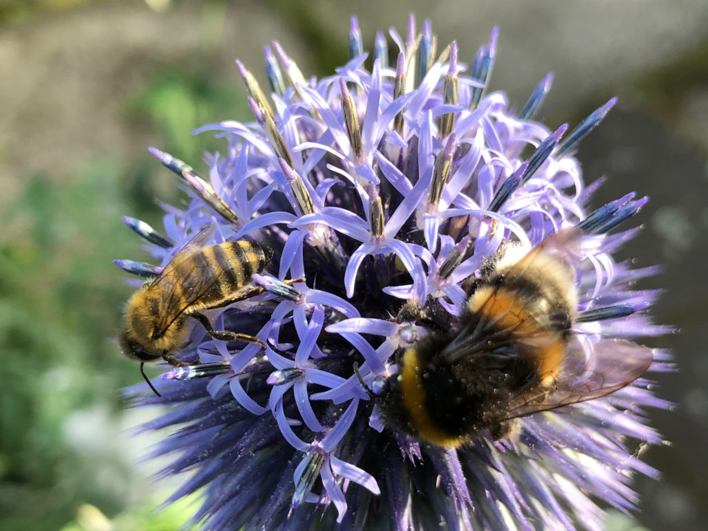 Sandwespe und Erdhummel