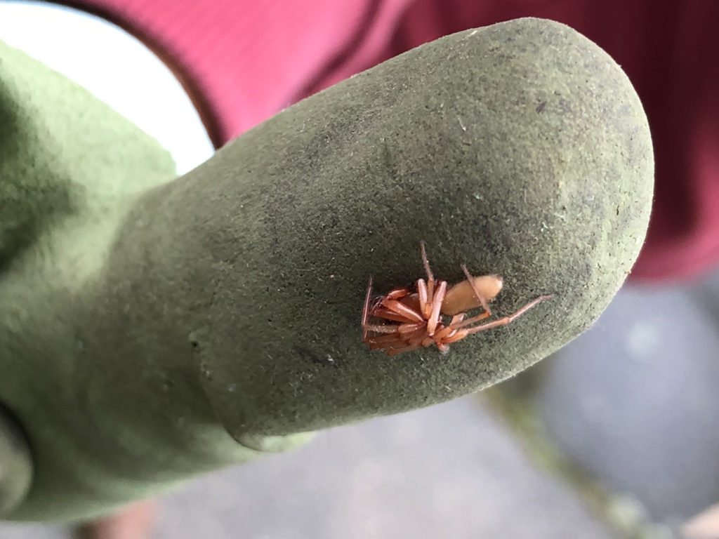 Langfingerspinne (Harpactea)