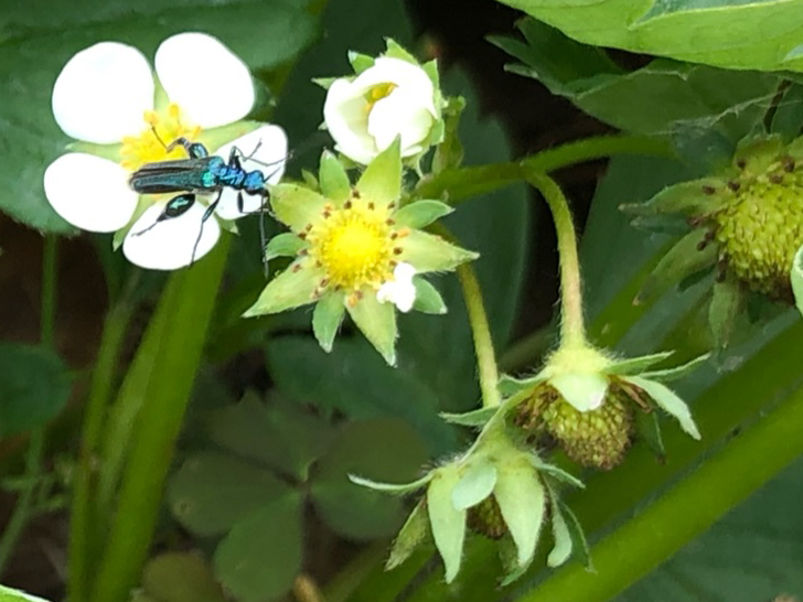 Grüner Scheinbockkäfer (Oedemera nobilis)