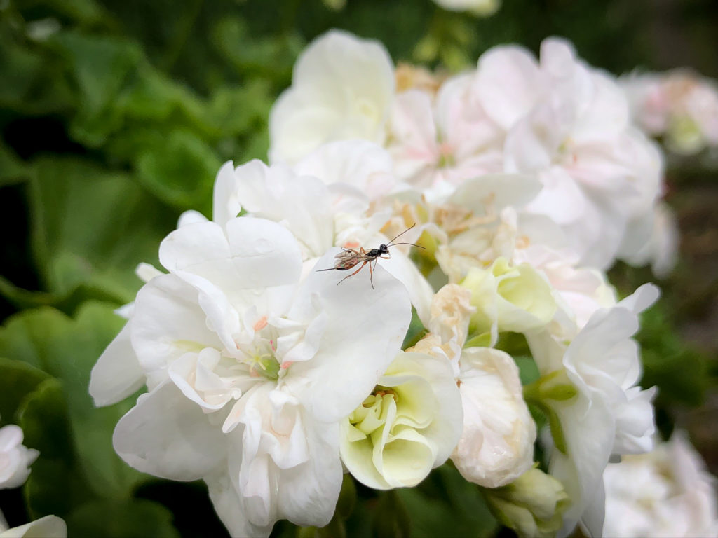 kleine Schlupfwespe auf Geranienblüte