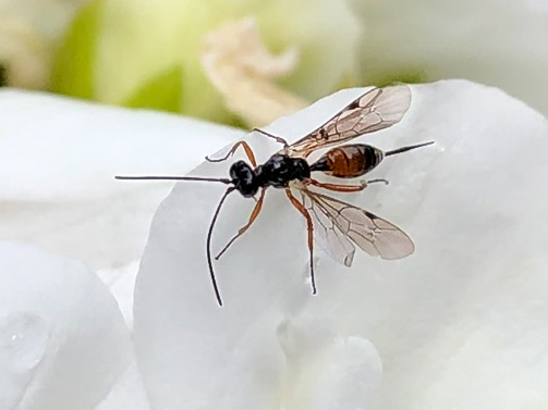 kleine Schlupfwespe