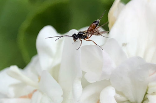 Schlupfwespe
