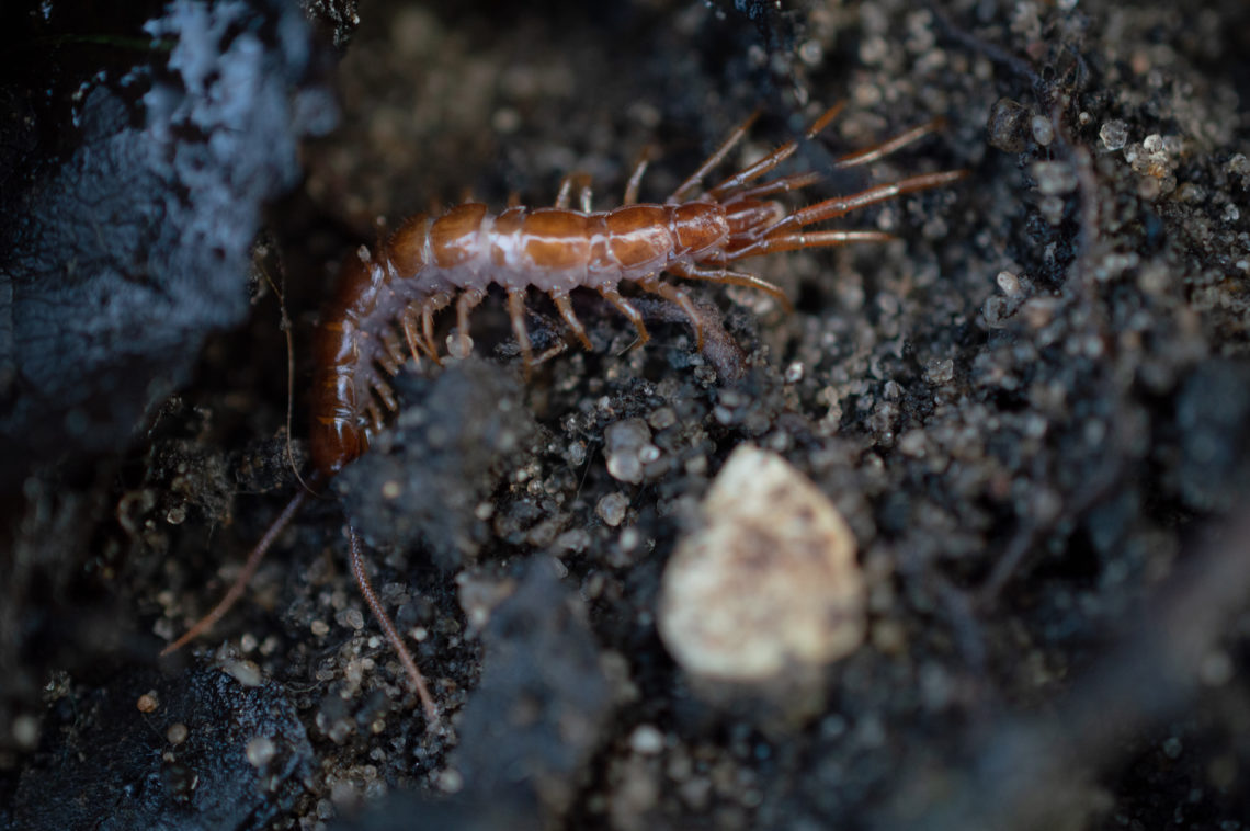 Gemeiner Steinläufer (Lithobius forficatus)