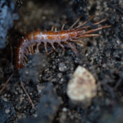 Gemeiner Steinläufer (Lithobius forficatus)