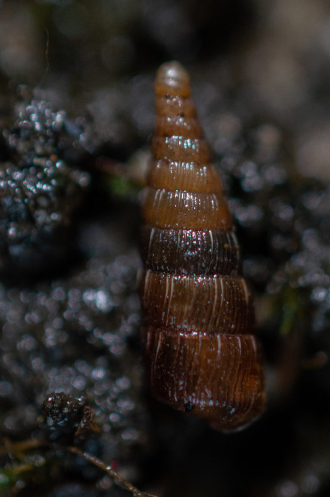 Zahnlose Schließmundschnecke Garten Nr. 4