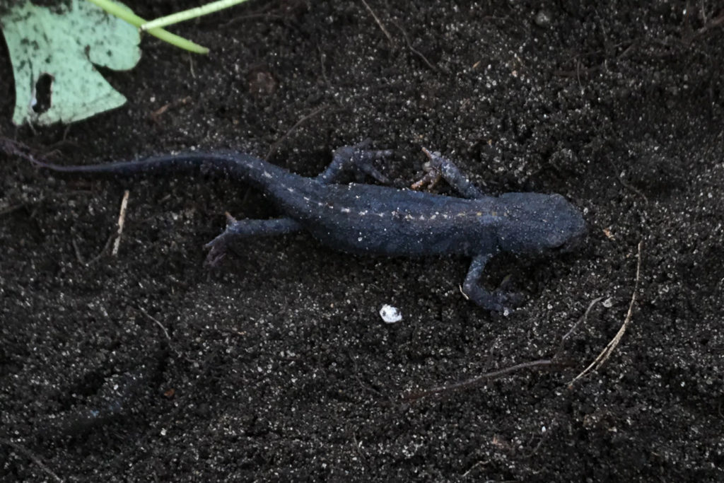 Teichmolch