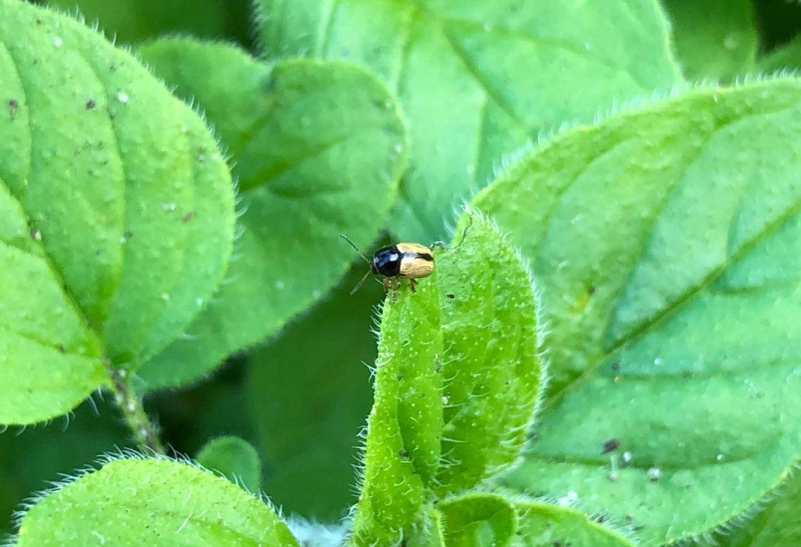 Kleiner Thymian-Fallkäfer