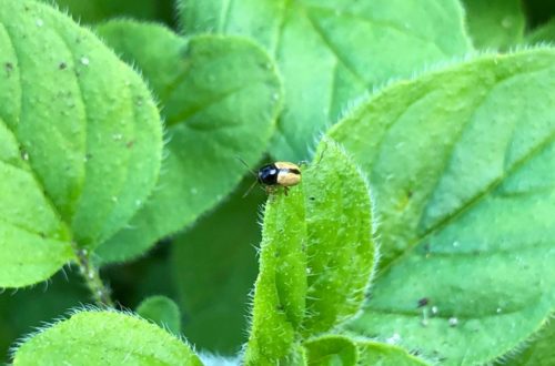 Kleiner Thymian-Fallkäfer