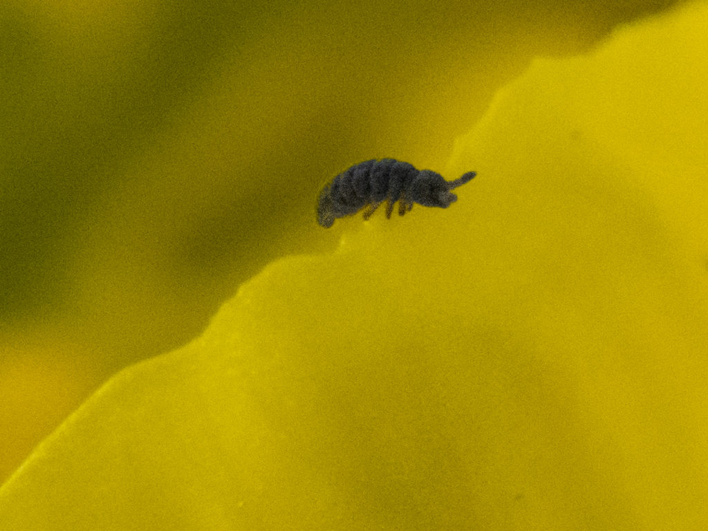 Ein Springschwänzchen, vielleicht  Neanura muscorum, erklimmt ein Blütenblatt