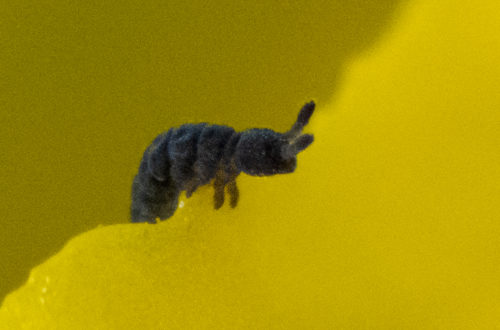 Springschwanz der Gattung Neanurinae