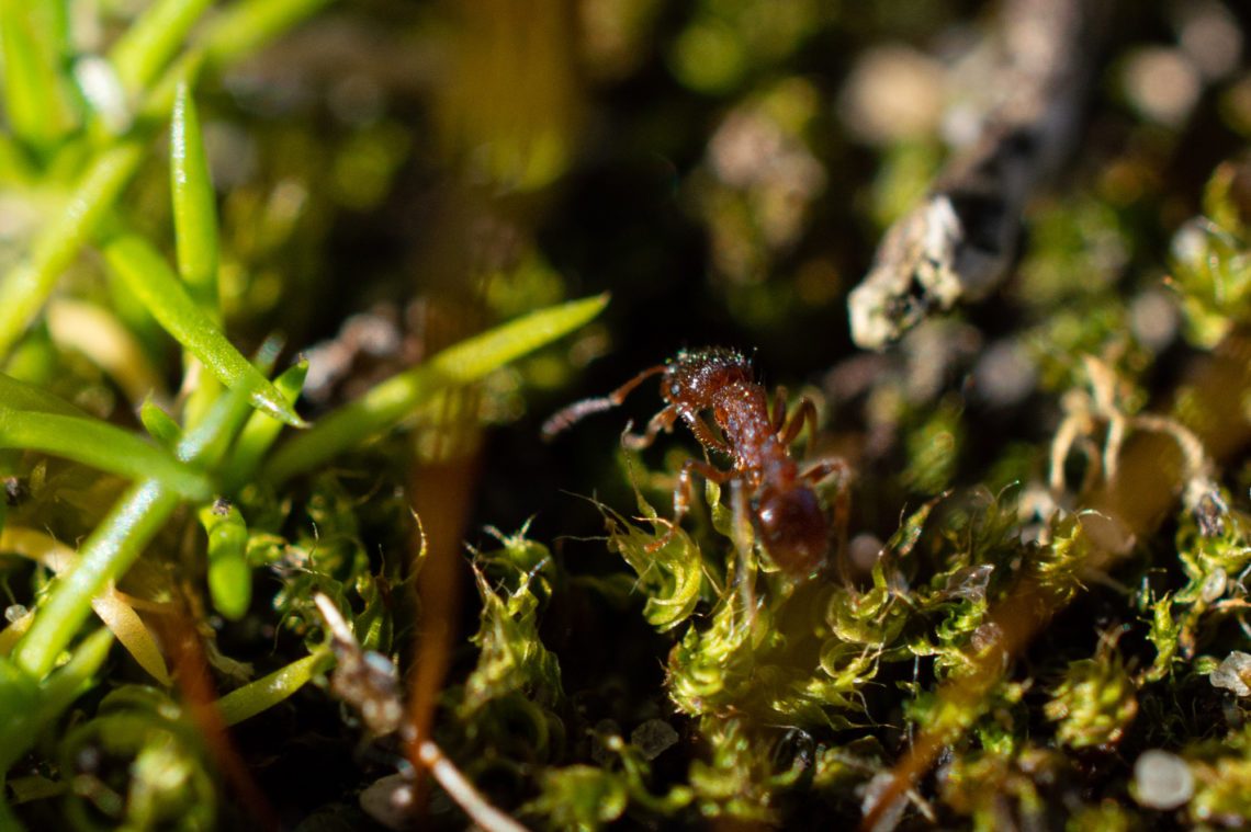 Rote Gartenameise (Myrmica rubra)