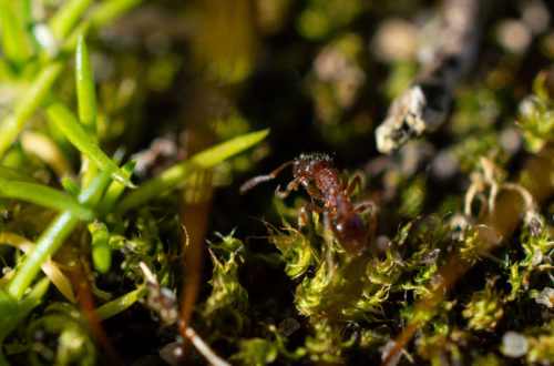 Rote Gartenameise (Myrmica rubra)