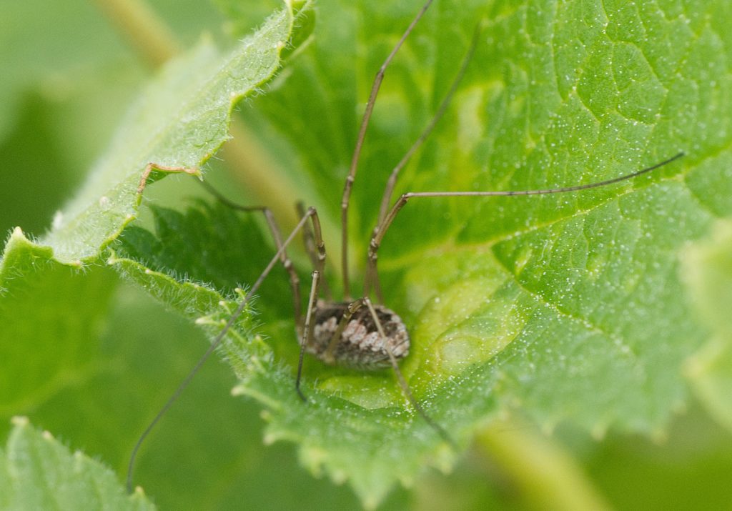 Phalangium opilio Garten Nr. 4