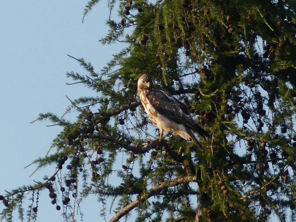 Mäusebussard