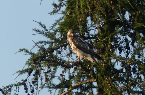 Mäusebussard