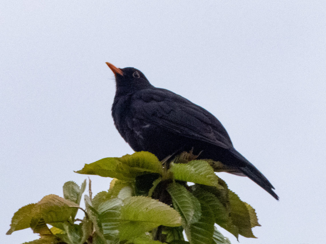 Amsel, Männchen