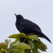 Amsel, Männchen