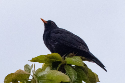 Amsel, Männchen