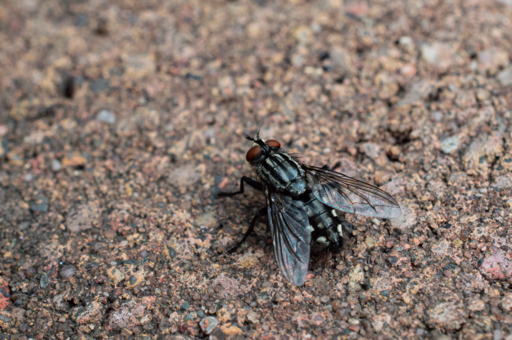 Graue Fleischfliege