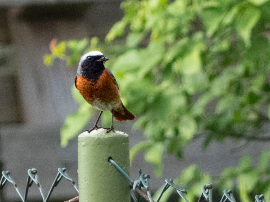 Gartenrotschwanz sitzt auf dem Zaunpfahl