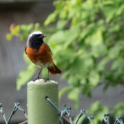 Gartenrotschwanz sitzt auf dem Zaunpfahl
