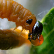 Larve der Birnengespinstblattwespe