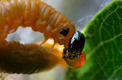 Larve der Birnengespinstblattwespe