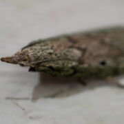 Hummel-Wachsmotte