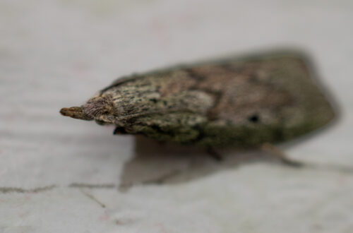 Hummel-Wachsmotte