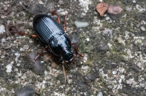 Behaarter Schnellkäfer