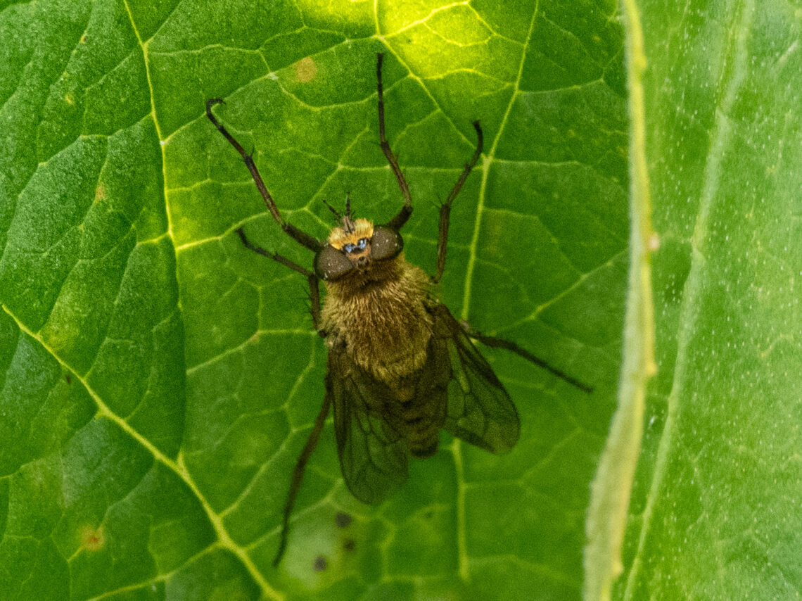 Gewöhnliche Stilettfliege